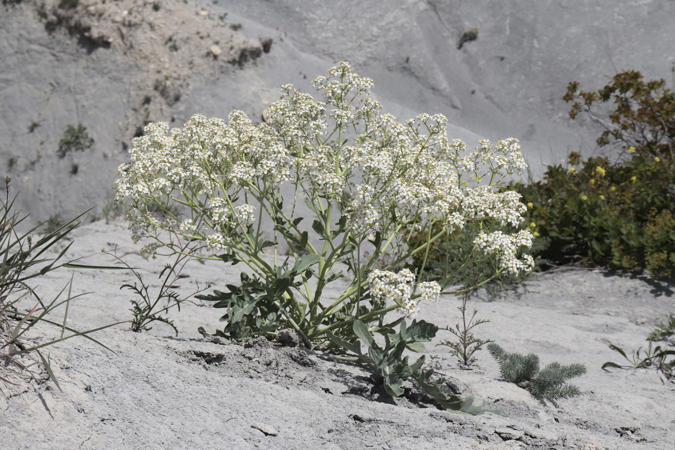 Изображение особи Crambe pinnatifida.