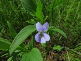 Viola pumila