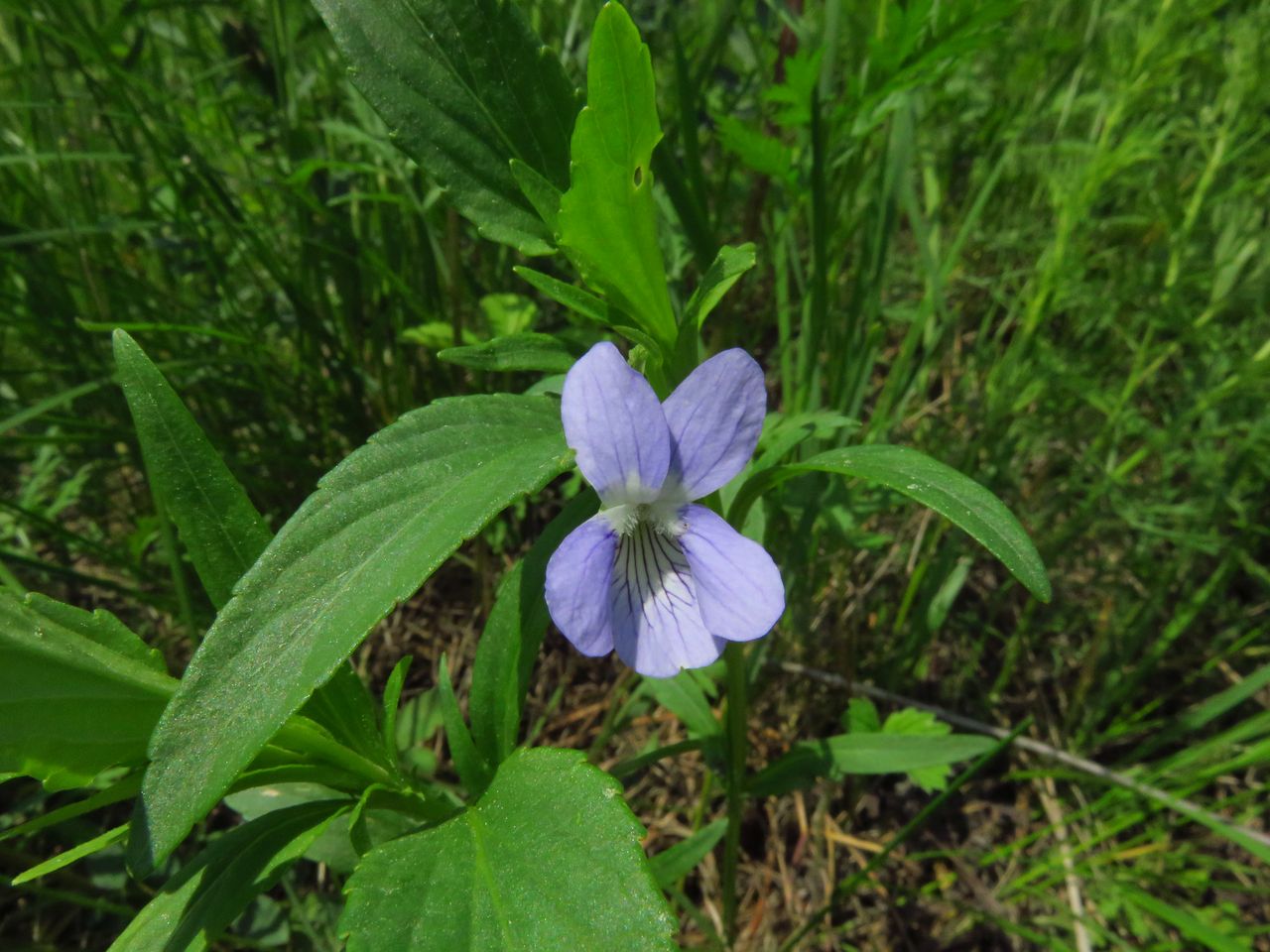 Image of Viola pumila specimen.