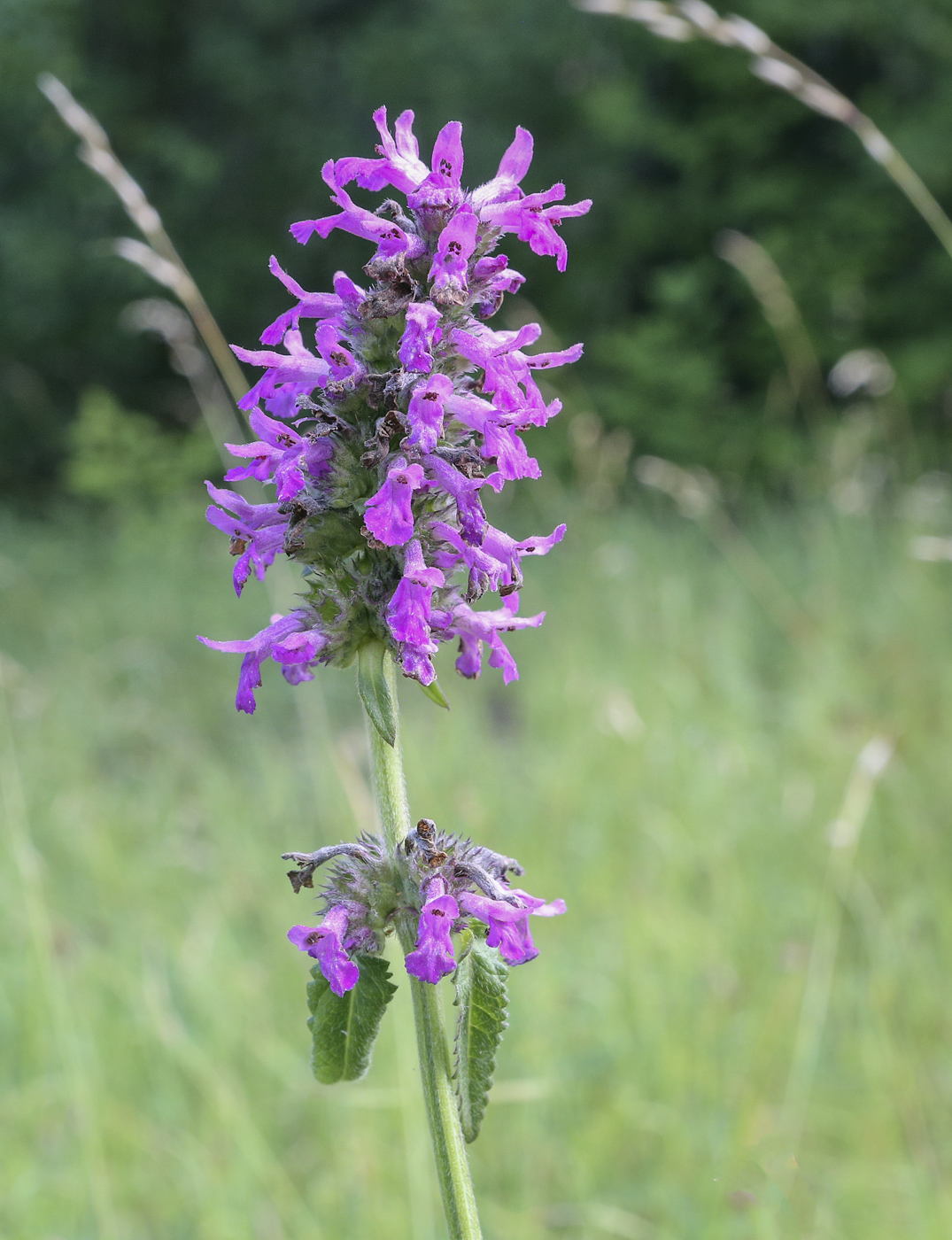 Изображение особи Betonica officinalis.