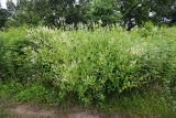 Aconogonon jurii