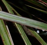 Dracaena marginata