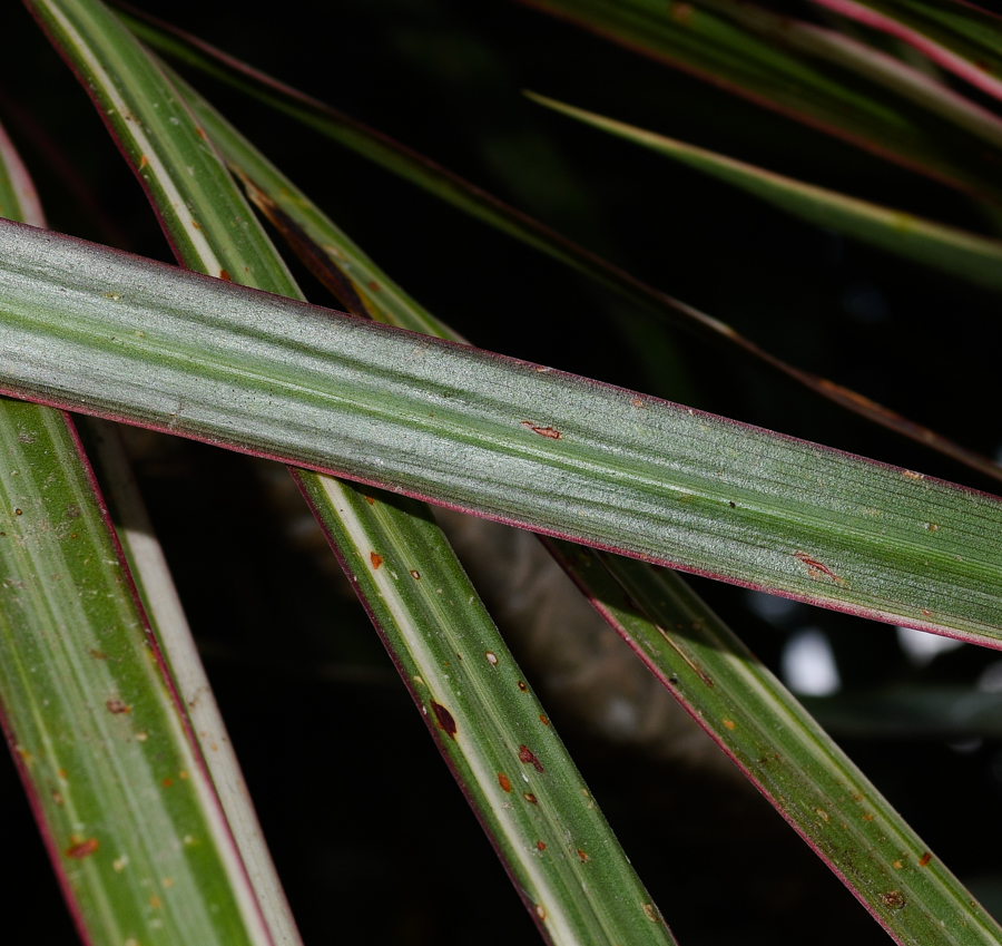 Image of Dracaena marginata specimen.