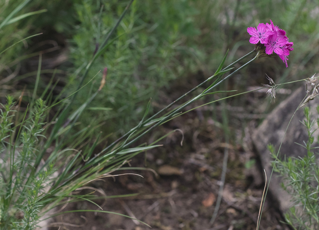 Изображение особи род Dianthus.