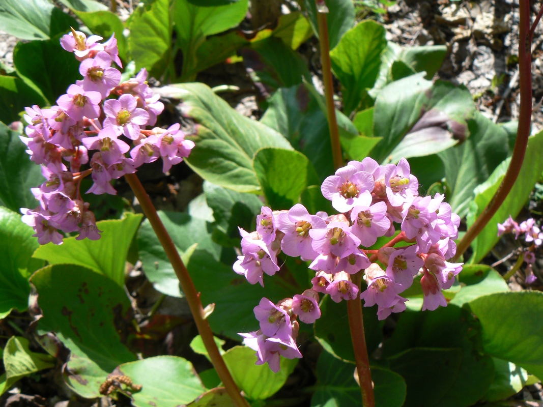 Image of Bergenia crassifolia specimen.