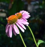 Echinacea purpurea