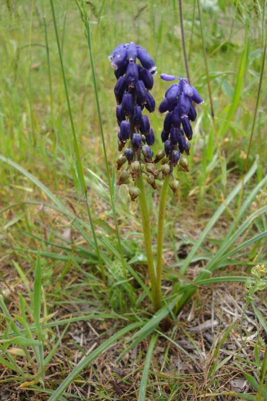 Изображение особи Muscari grossheimii.