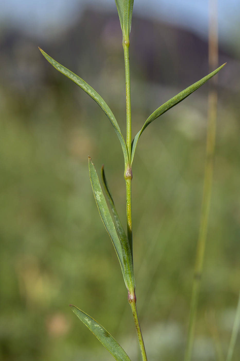 Image of Dianthus versicolor specimen.