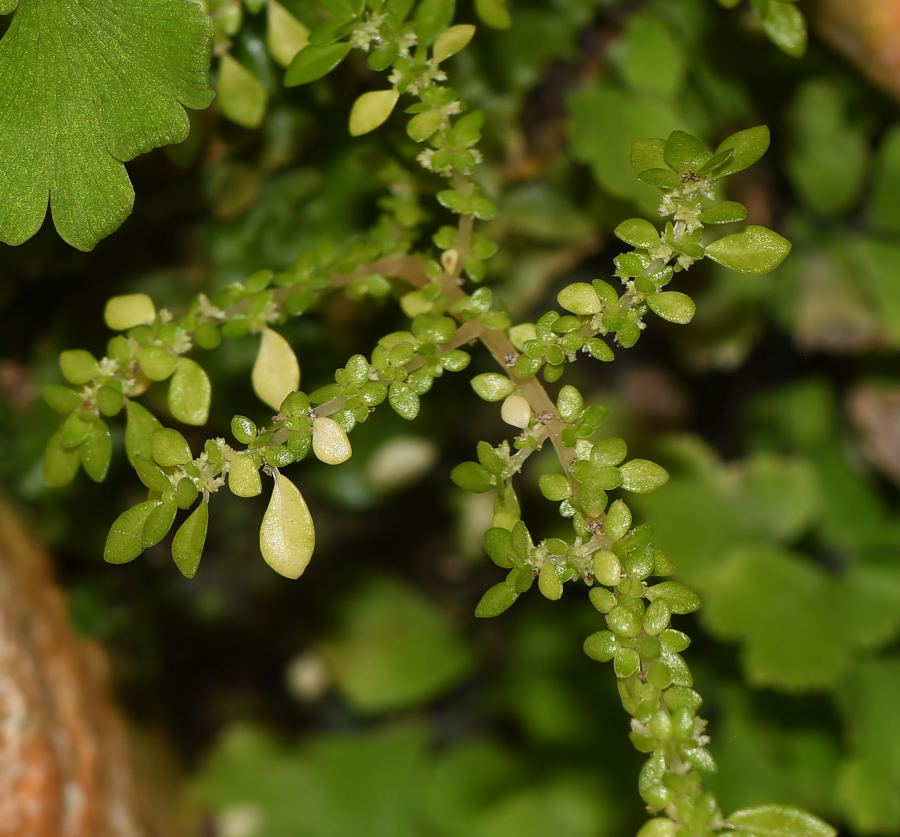 Image of Pilea microphylla specimen.