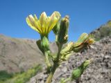 Steptorhamphus crassicaulis. Верхушка побега с соцветиями. Южный Казахстан, Сырдарьинский Каратау, Юго-Восточный Каратау, горы Улькен-Актау, каньон р. Шабакты. 22 мая 2021 г.