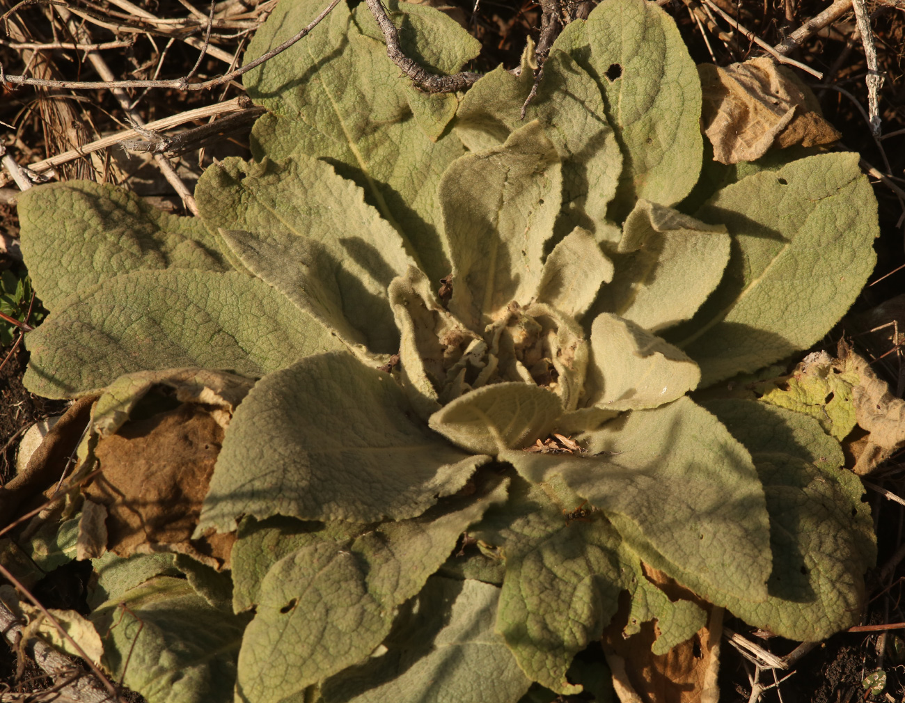 Изображение особи род Verbascum.