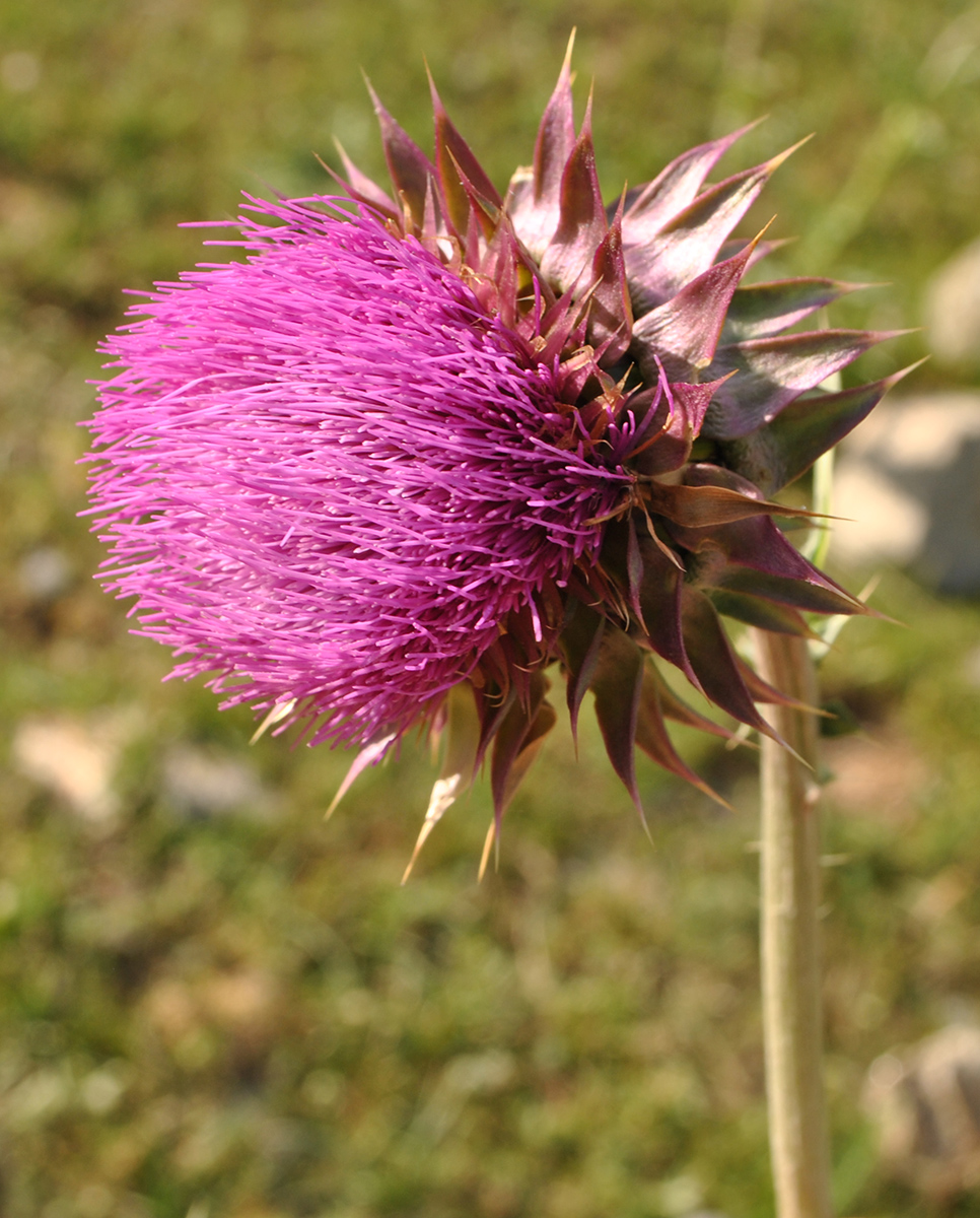 Image of Carduus thoermeri specimen.