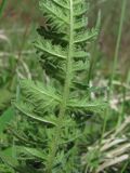 род Pedicularis