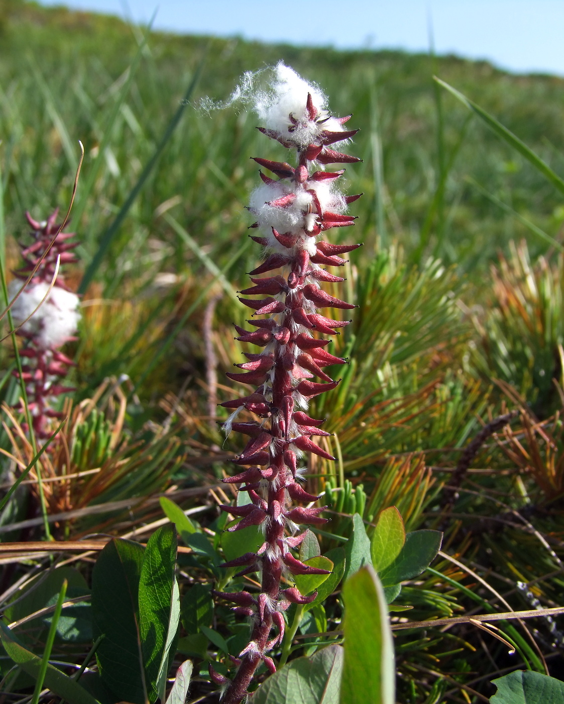 Image of Salix alexii-skvortzovii specimen.