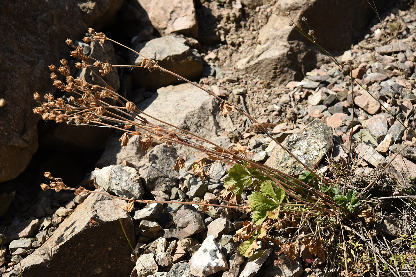 Image of Potentilla asiatica specimen.