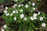 Anemone nemorosa. Цветущие растения. Московская обл., Одинцовский р-н, окр. г. Кубинка, редкий смешанный лес. 20.04.2021.