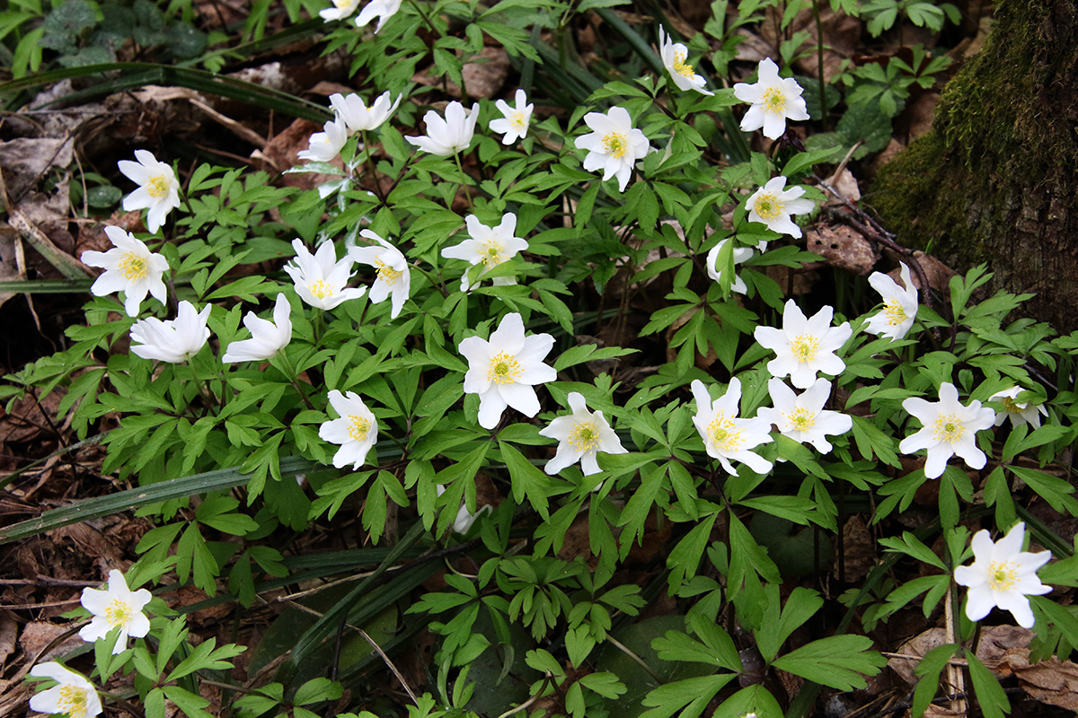 Изображение особи Anemone nemorosa.