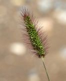 genus Setaria. Соплодие. Московская обл., Одинцовский р-н, окр. г. Кубинка, окр. водохранилища Трасна, обочина бетонной дороги, глинистая почва. 30.07.2021.