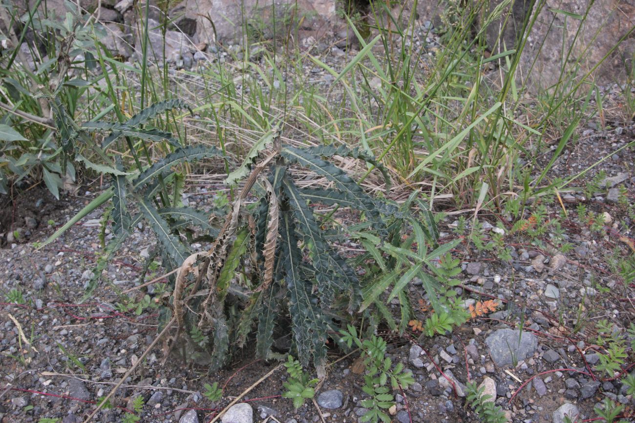 Image of Cirsium komarovii specimen.