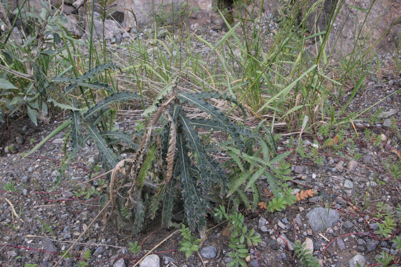 Image of Cirsium komarovii specimen.