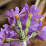 Primula fistulosa. Часть соцветия. Приморский край, Уссурийский ГО, окр. с. Утёсное, сырой луг. 28.04.2022.