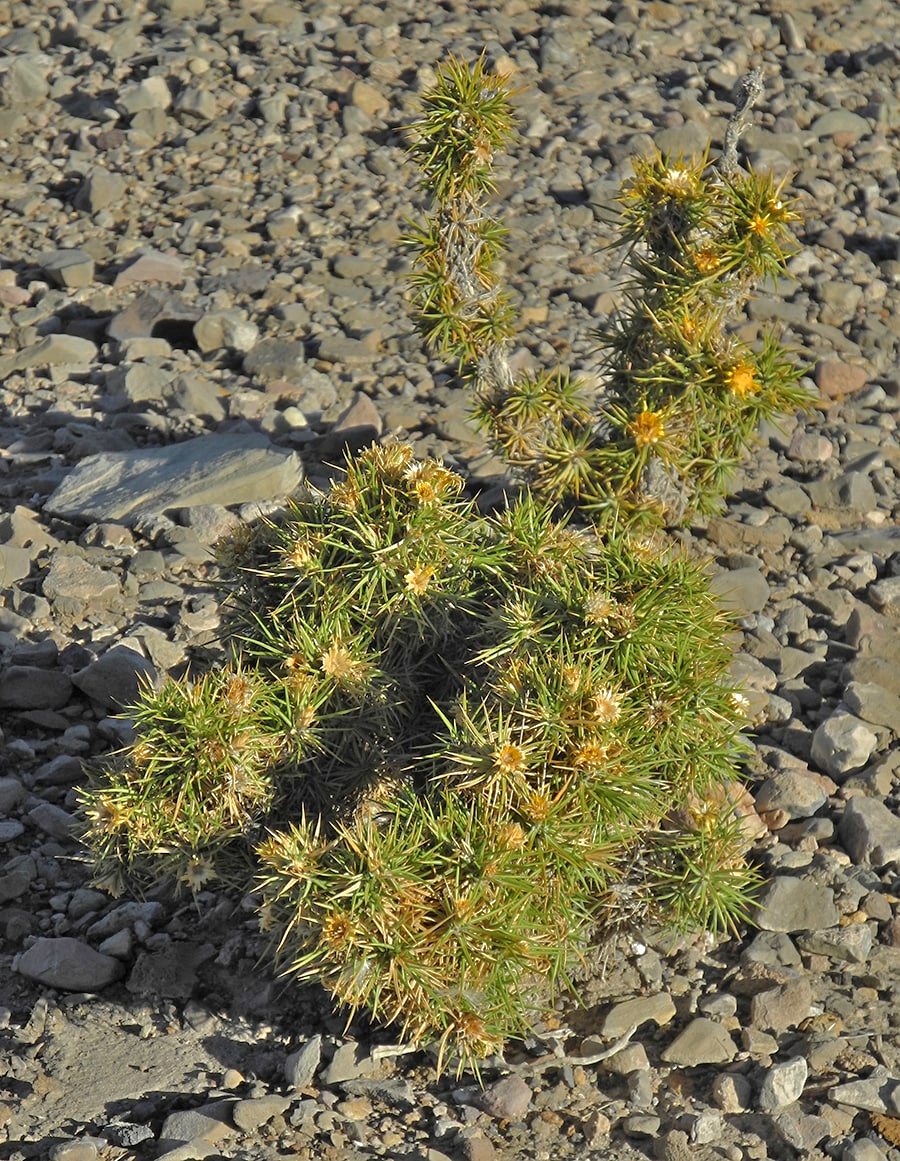 Изображение особи Chuquiraga aurea.