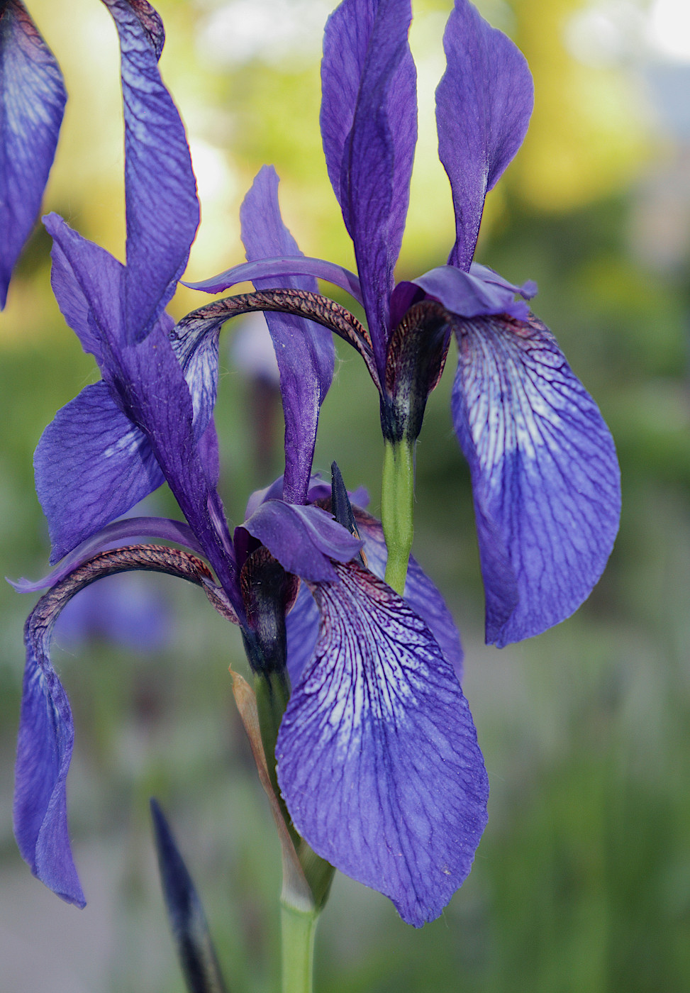 Image of Iris bulleyana specimen.