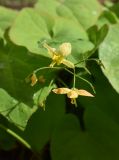 Epimedium × warleyense. Цветки и плод. Марий Эл, г. Йошкар-Ола, мкр-н Гомзово, в культуре. 22.05.2022.