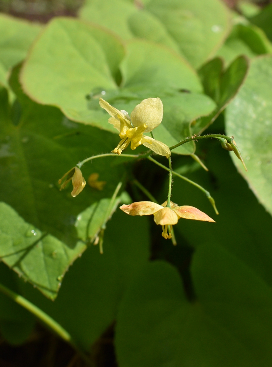 Изображение особи Epimedium × warleyense.