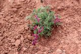 Смотреть изображение Oxytropis vvedenskyi