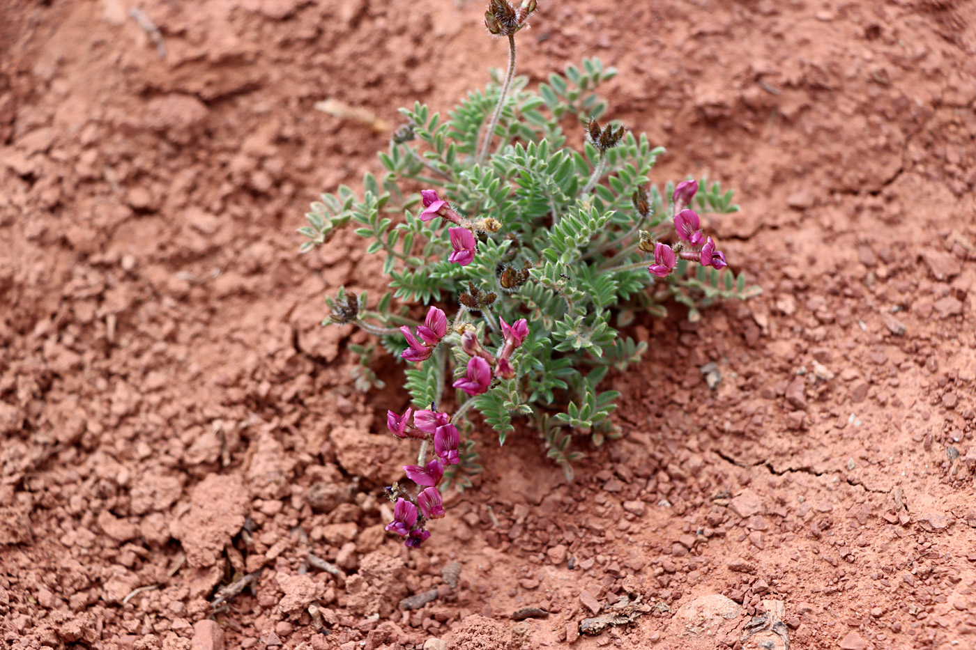 Image of Oxytropis vvedenskyi specimen.