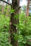 Galium triflorum