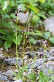 Ophrys subspecies caucasica