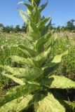 Verbascum phlomoides