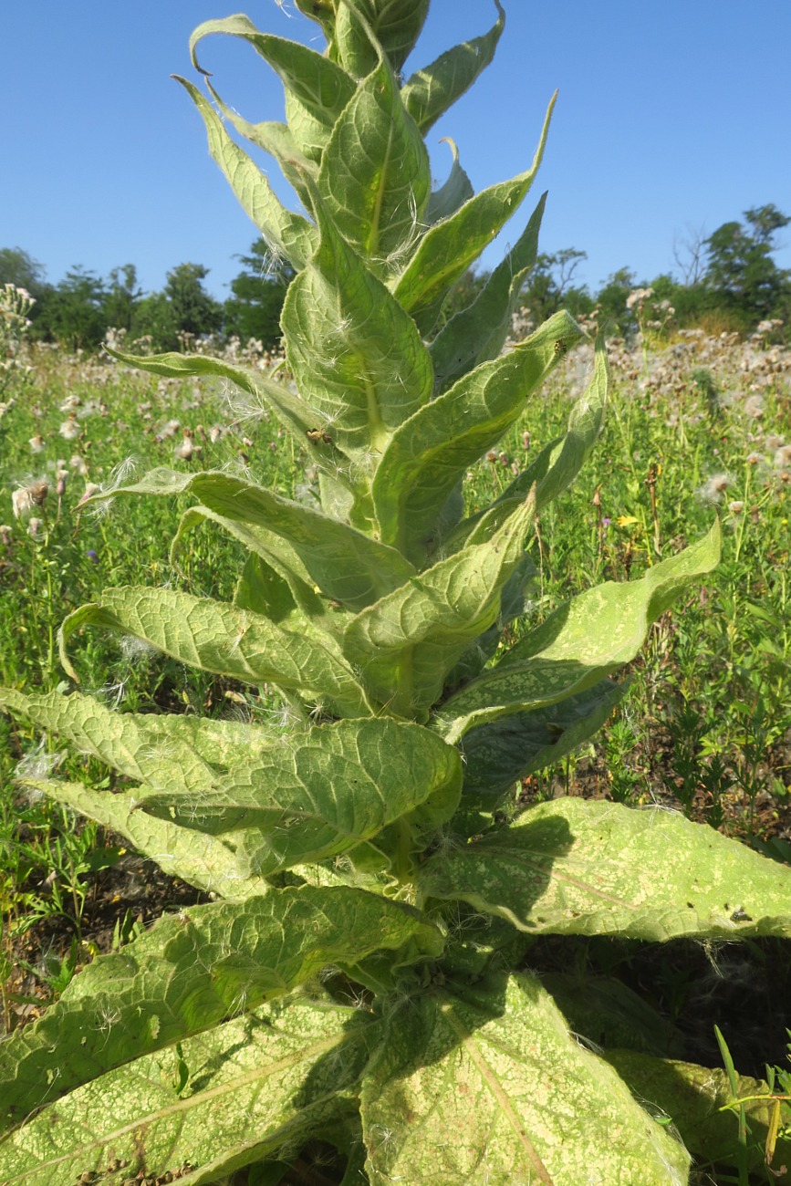 Image of Verbascum phlomoides specimen.