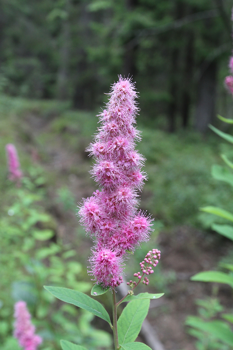 Image of genus Spiraea specimen.