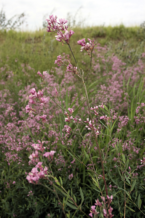 Изображение особи Trachomitum lancifolium.