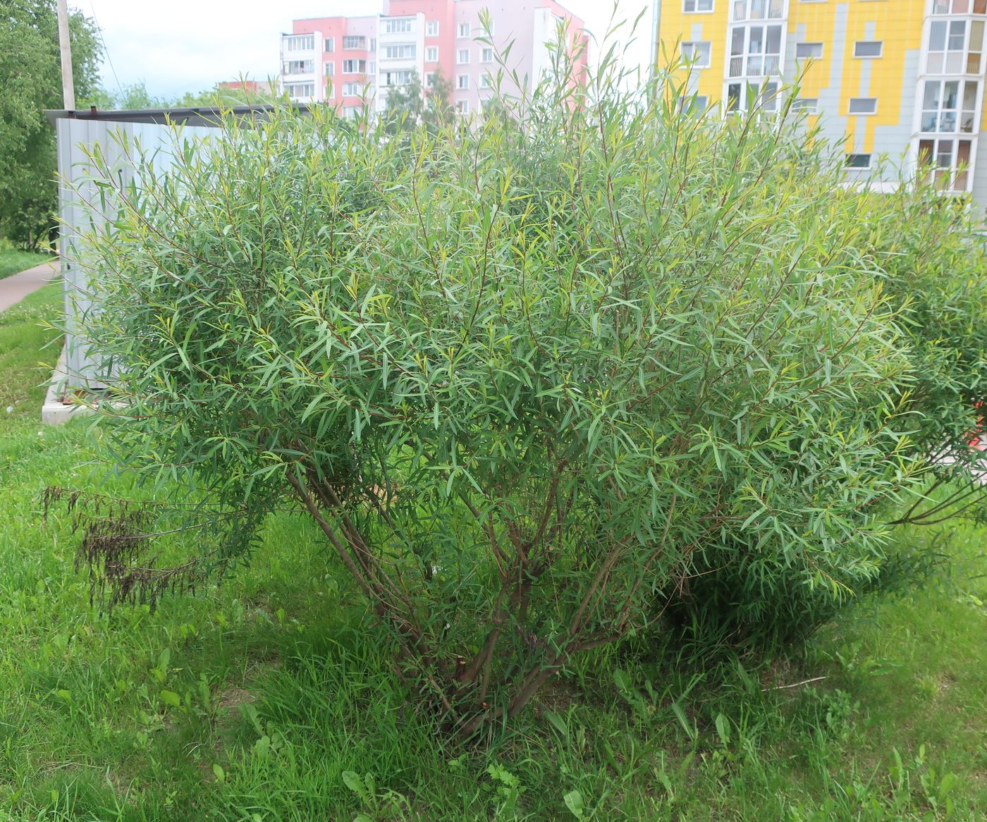 Image of Salix purpurea specimen.