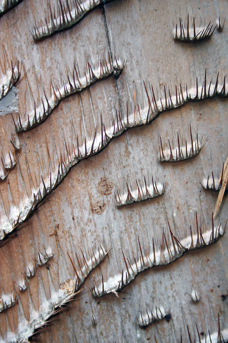 Image of familia Arecaceae specimen.