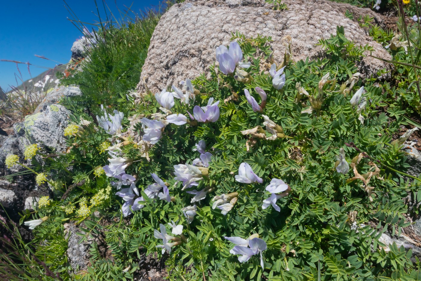 Изображение особи род Astragalus.