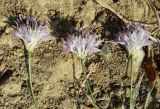 Cephalaria joppensis