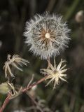 Crepis rhoeadifolia