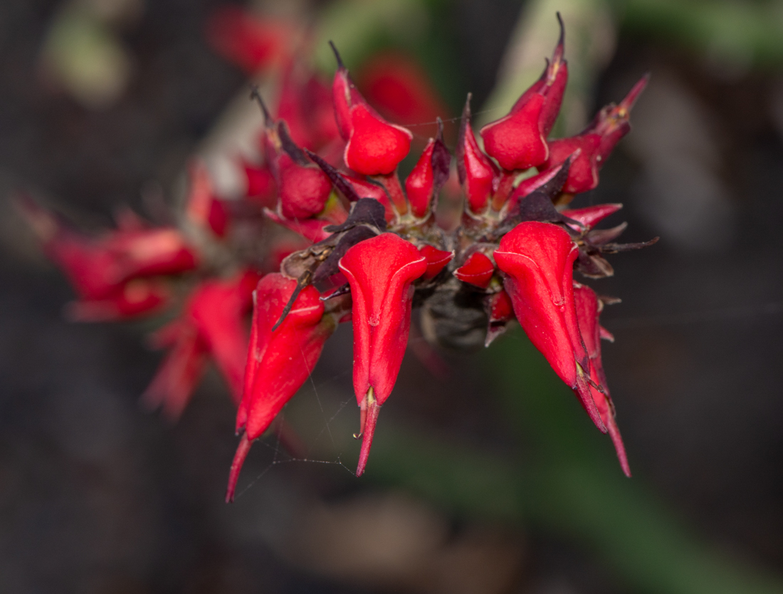 Изображение особи Euphorbia lomelii.