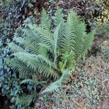 genus Dryopteris