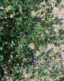 Medicago sativa