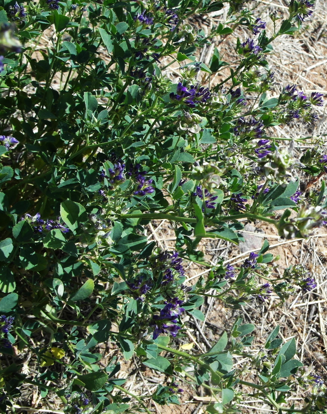 Изображение особи Medicago sativa.