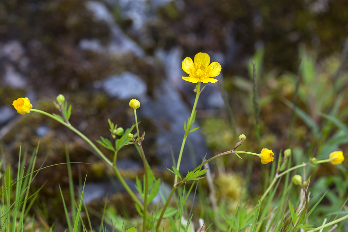 Изображение особи Ranunculus repens.