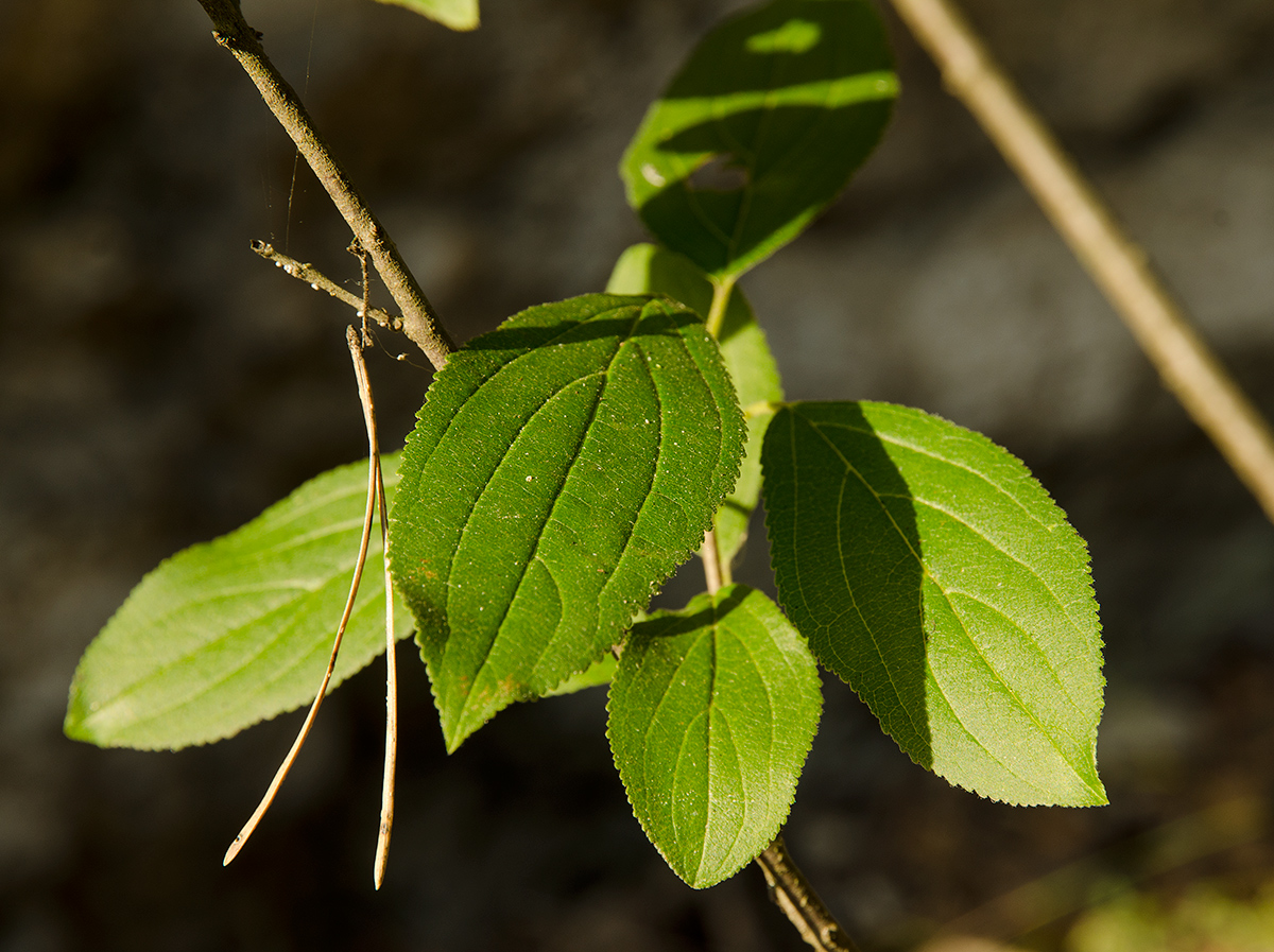 Image of Rhamnus cathartica specimen.