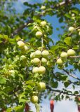 Prunus cerasifera. Ветвь с плодами. Владикавказ, парк на левом берегу р. Терек, в культуре. 03.07.2022.