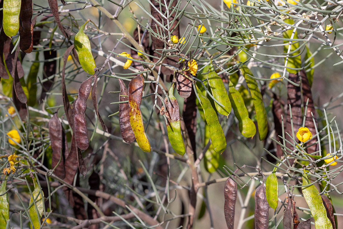 Image of Senna artemisioides specimen.